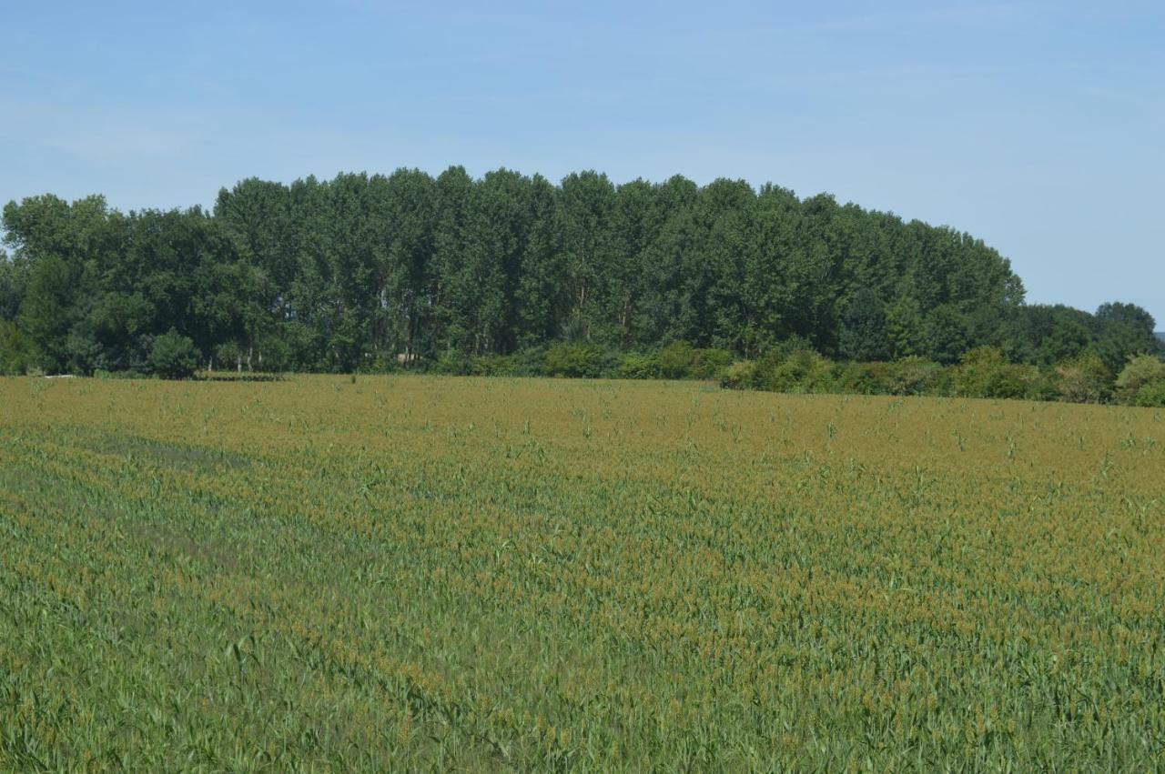 Gite Dans Le Vignoble De Bourgueil Le Port Boulet المظهر الخارجي الصورة